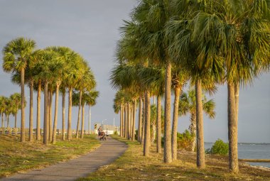 Skyway Beach, FL, ABD - 22 Kasım 2023: Sabah koşusu - Çocuklu bir baba palmiye ağaçlarının arasında Sunshine Skyway karayolu boyunca yol alıyor.