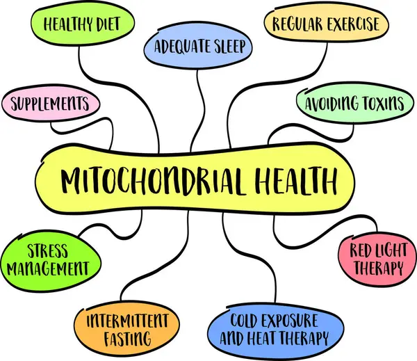 Mitochondrial Health Concept Mind Map Infographics Vector Sketch Healthy Lifestyle — Stock Vector