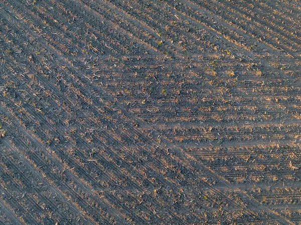 Весняний Повітряний Вигляд Оранжевих Полів Кукурудзи Центральній Частині Міссурі — стокове фото