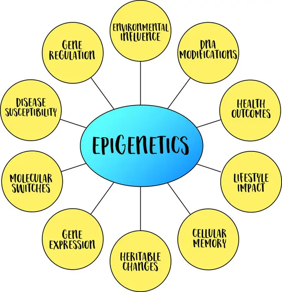 stock vector Epigenetics, study of heritable changes in gene expression or cellular phenotype caused by mechanisms other than changes in the underlying DNA sequence, vector mind map infographics.