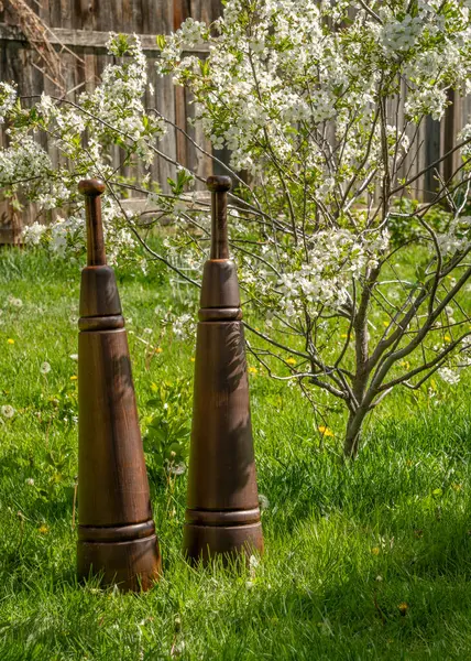 木製のペルシャ語は タンポポ付きの裏庭の芝生で花で矮小な桜の木と食事します — ストック写真