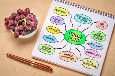 Hücresel sağlık konsepti, organizma hücrelerinin optimal işleyişine katkıda bulunan süreçler, zihin haritası taslağı