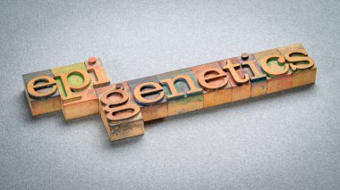 Epigenetik, gen ifadesindeki kalıtsal değişimler ya da DNA dizisindeki değişimlerden kaynaklanan hücresel fenotiplerin incelenmesi, harf basımı ahşap tipinde kelime