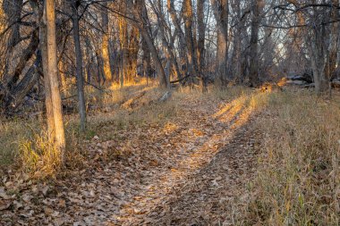 Fort Collins, Colorado 'da Poudre nehri boyunca yürüyüş parkuru. Sonbahar manzarası.