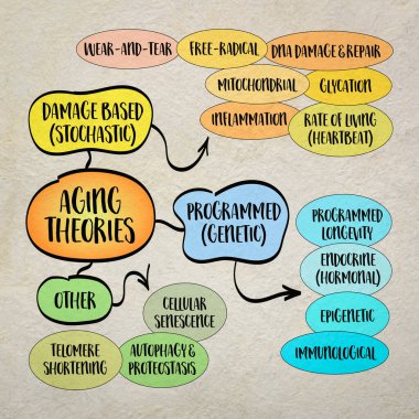 Yaşlanmayla ilgili temel teorilerin sınıflandırılması, bilgi grafikleri çizimi.