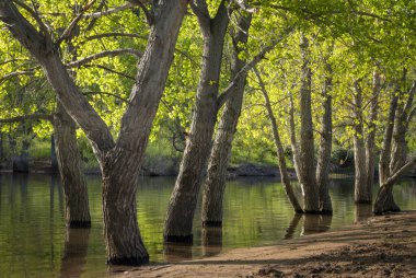Colorado 'daki Rocky Dağlarının eteklerindeki Horsetooth Reservoir' da bahar sabahı