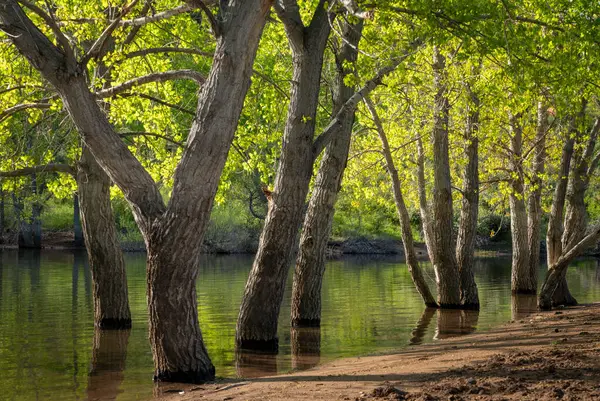 Colorado 'daki Rocky Dağlarının eteklerindeki Horsetooth Reservoir' da bahar sabahı