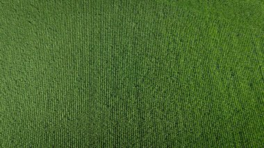 Nebraska 'daki mısır tarlasının arka planı ve dokusu, yazın ortasında havadan görüş