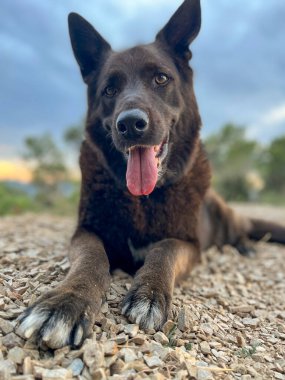Barselona 'da bir köpek barınağında evlat edinilen siyah bir köpeğin portresi.