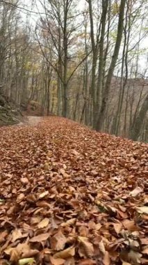 İspanya 'nın Barcelona eyaletindeki Montseny doğal parkında sonbahar manzarası