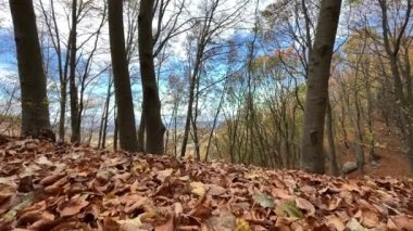 İspanya 'nın Barcelona eyaletindeki Montseny doğal parkında sonbahar manzarası