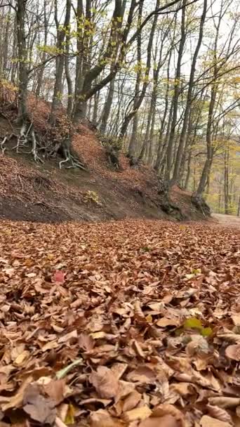 Podzimní Krajina Přírodním Parku Montseny Provincii Barcelona Španělsku — Stock video