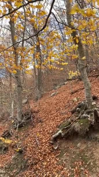 Herbstlandschaft Naturpark Von Montseny Der Provinz Barcelona Spanien — Stockvideo