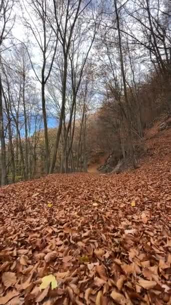Jesienny Krajobraz Parku Naturalnym Montseny Prowincji Barcelona Hiszpanii — Wideo stockowe