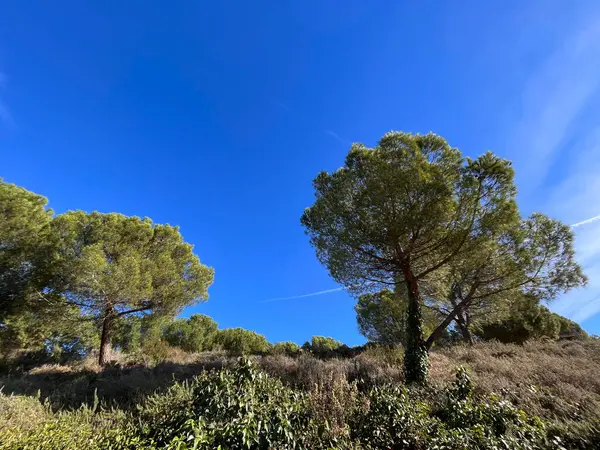 Urban Park Pine Trees City Rubi Province Barcelona — Stock Photo, Image
