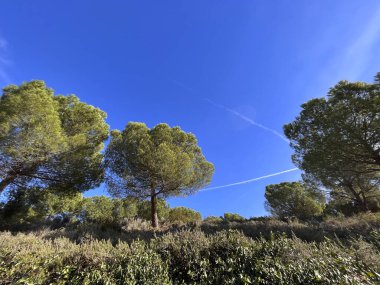 Barselona 'nın Rubi şehrinde çam ağaçları olan şehir parkı