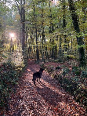 Sonbaharda kayın ormanında kara köpek