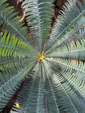 pattern detail of a palm tree