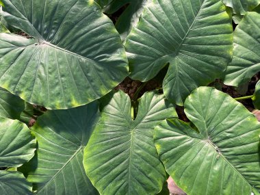 Tropikal bir bitkinin ayrıntıları