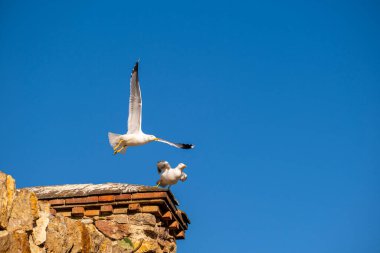 Seagulls flying with a clear blue sky as a background