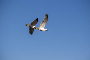 Seagulls flying with a clear blue sky as a background