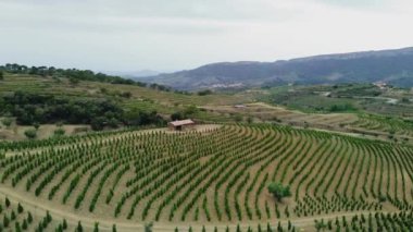 Katalonya 'nın Tarragona ilindeki Priorat adreslerindeki üzüm bağlarının hava görüntüsü