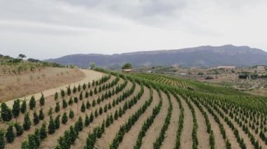 Katalonya 'nın Tarragona ilindeki Priorat adreslerindeki üzüm bağlarının hava görüntüsü
