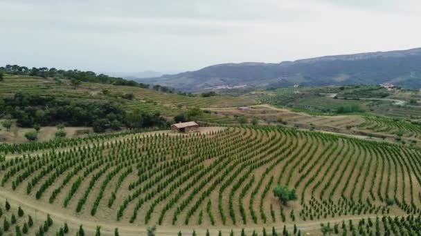 西班牙加泰罗尼亚省Tarragona原产地优先命名区葡萄园的空中景观 — 图库视频影像