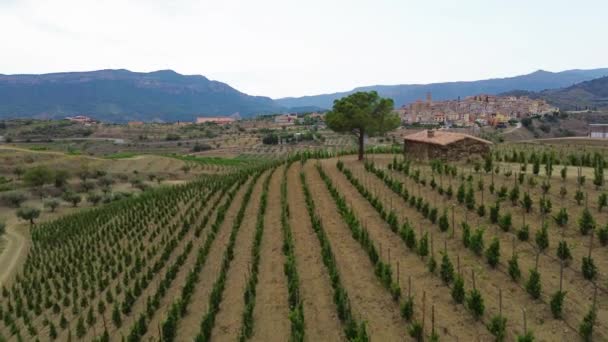 Aerial View Vineyards Priorat Appellation Origin Area Province Tarragona Catalonia — Stock Video