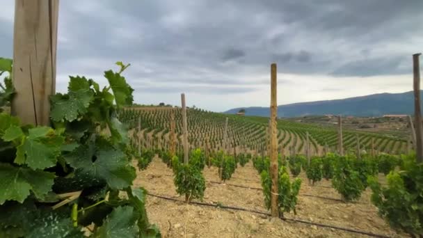 カタルーニャ州のタラゴナ県の原産地指定ワイン産地のブドウ畑 — ストック動画