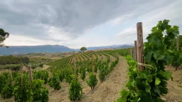 Winnice Regionie Winiarskim Nazwie Pochodzenia Priorat Prowincji Tarragona Hiszpanii — Wideo stockowe