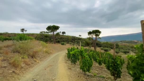 Katalonya Nın Tarragona Ilinde Priorat Kökenli Şarap Bölgesindeki Üzüm Bağları — Stok video