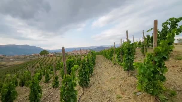 Weinberge Der Weinregion Priorat Ursprungsbezeichnung Der Provinz Tarragona Katalonien Spanien — Stockvideo