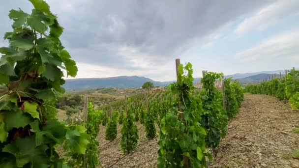 西班牙加泰罗尼亚省塔拉戈纳省的Priorat葡萄酒产地命名葡萄园 — 图库视频影像