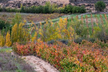 Bereketli yeşilliklere karşı kırmızı ve turuncu renklerle dolu, sonbaharda sergilenen bir üzüm bağı. La Rioja İspanya 'daki mevsimsel geçişlerin güzelliğini aktarmak için mükemmel.