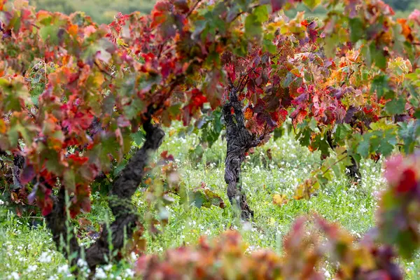 Bereketli yeşilliklere karşı kırmızı ve turuncu renklerle dolu, sonbaharda sergilenen bir üzüm bağı. La Rioja İspanya 'daki mevsimsel geçişlerin güzelliğini aktarmak için mükemmel.