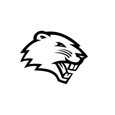 Kızgın bir Kuzey Amerikalı kunduzun kafasının siyah ve beyaz maskot resmi, büyük, öncelikli olarak gece görüşlü, yarı su kemirgenleri tarafından izole edilmiş arka plan.