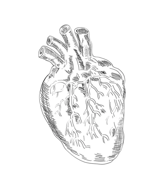 黑白隔离背景下心脏解剖学的绘画素描图式 — 图库矢量图片