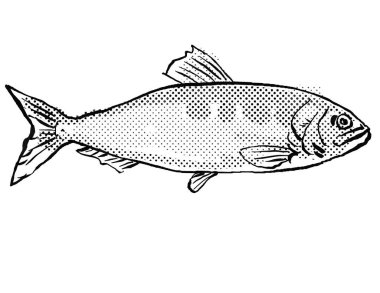Cartoon style line drawing of an allis shad in the herring family Clupeidae, a fish endemic to Germany and Europe in Atlantic Ocean with halftone dots shading on isolated background in black and white.