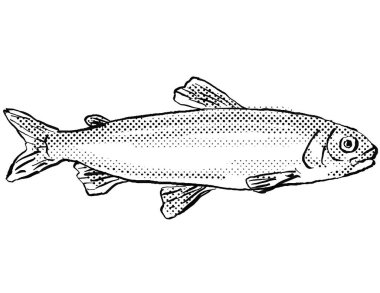 Cartoon style line drawing of a Maraena whitefish or Coregonus maraena a fish endemic to Germany and Europe in Atlantic Ocean with halftone dots shading on isolated background in black and white.