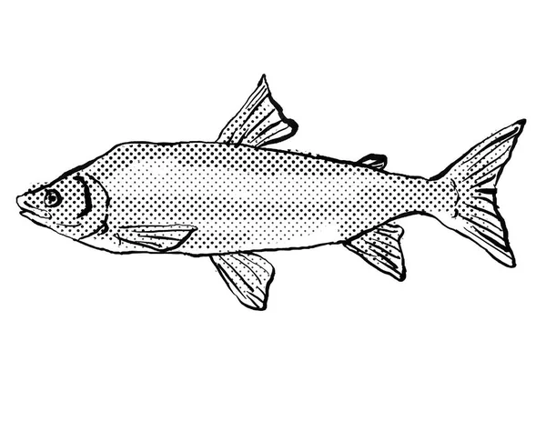 在大西洋的德国和欧洲特有的一种平背白鱼的卡通风格线条画 其背景呈半色调 背景是黑白相间的 — 图库照片