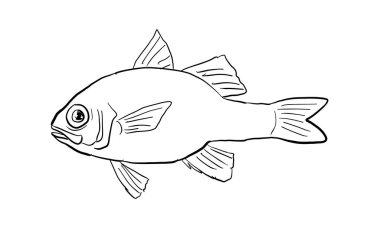 Cartoon style line drawing of an Apogon erythrinus or Hawaiian ruby cardinalfish a fish endemic to Hawaii and Hawaiian archipelago with on isolated background in black and white.