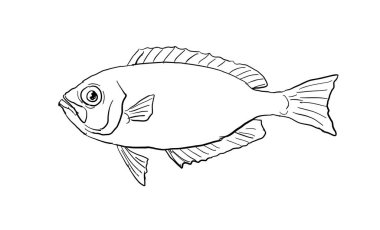 Cartoon style line drawing of a Hawaiian bigeye Priacanthus meeki or ula lau au a fish endemic to Hawaii and Hawaiian archipelago  on isolated background in black and white.