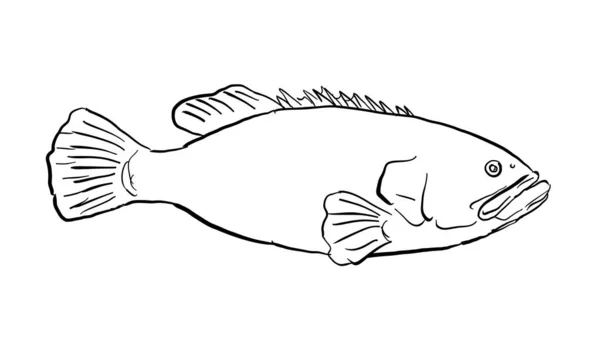 Cartoon Style Line Drawing Giant Grouper Epinephelus Lanceolatus Queensland Grouper — Stock Vector