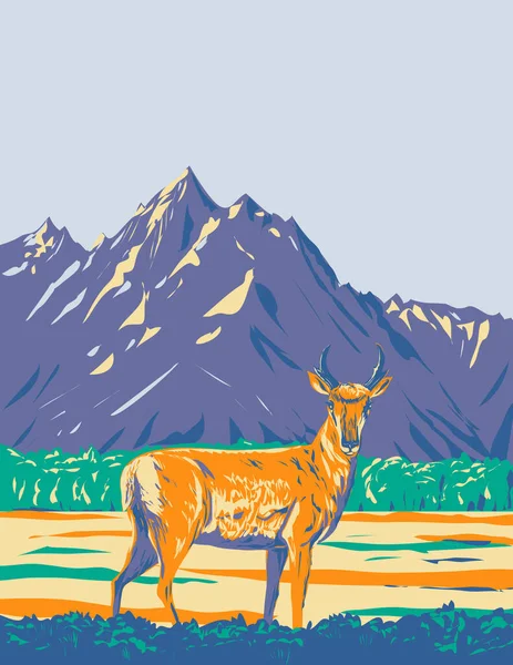 Wpa Poster Art Pronghorn Antilocapra Americana American Antelope Grand Teton — Stock Vector