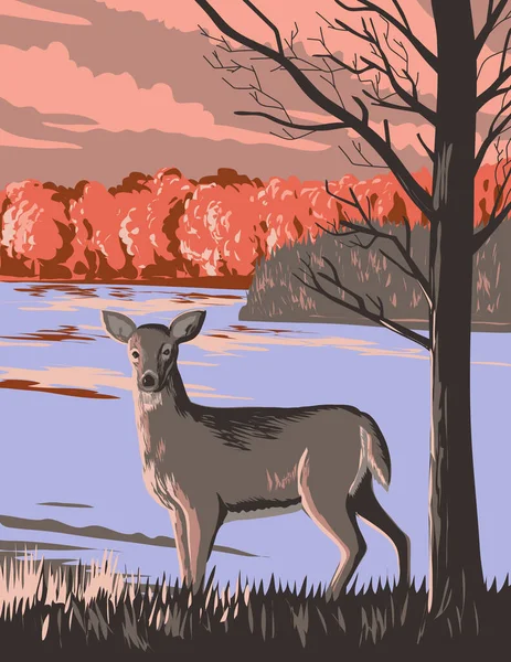 Wpa Poster Art White Tailed Deer Rouge National Urban Park — Stock Vector