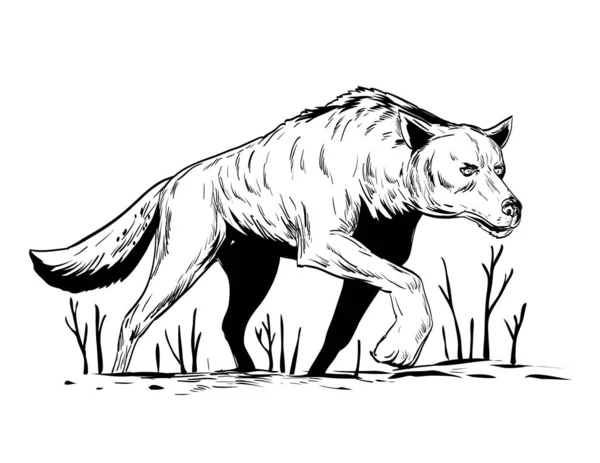 Rysunek Stylu Komiks Lub Ilustracja Wilka Lub Dzikiego Psa Stalking — Wektor stockowy