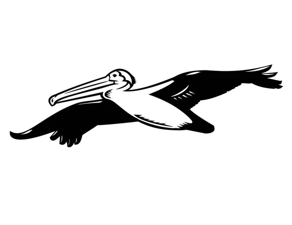 カリフォルニアの茶色のペリカンまたはペリカヌスOcidentalisのレトロな木版画スタイルのイラストは 水中の鳥で 黒と白の孤立した背景を高く飛んでいます — ストックベクタ