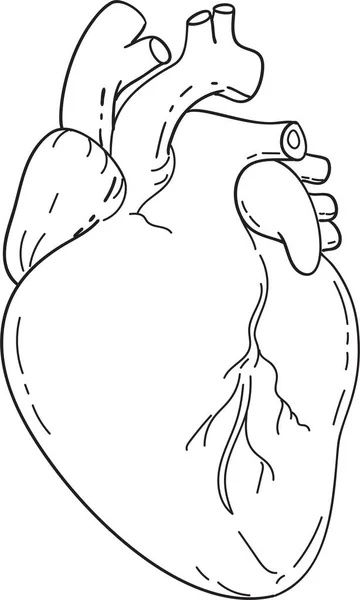 Menselijke Hart Anatomie Mono Lijn Kunst Tekenen — Stockvector