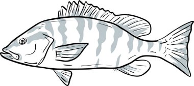 gray snapper Fish Gulf of Mexico Cartoon Drawing clipart